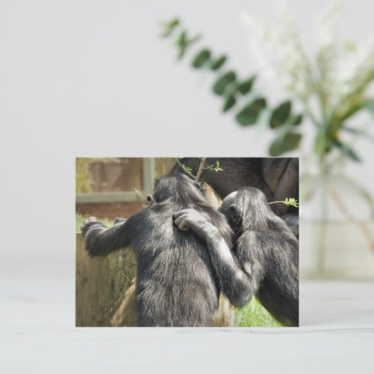 CHIMPANZES BRIEFKAART (Staand voorkant)