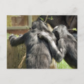 CHIMPANZES BRIEFKAART (Voorkant)
