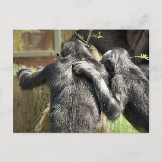 CHIMPANZES BRIEFKAART (Voorkant)