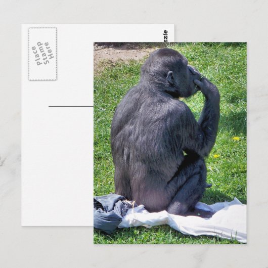 CHIMPANZES BRIEFKAART (Voorkant / Achterkant)