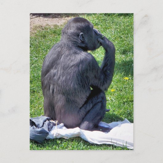 CHIMPANZES BRIEFKAART (Voorkant)