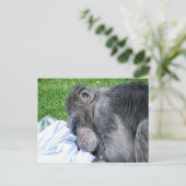 CHIMPANZES BRIEFKAART (Staand voorkant)