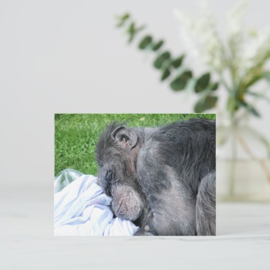 CHIMPANZES BRIEFKAART (Staand voorkant)