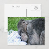 CHIMPANZES BRIEFKAART (Voorkant / Achterkant)