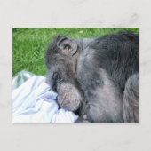 CHIMPANZES BRIEFKAART (Voorkant)