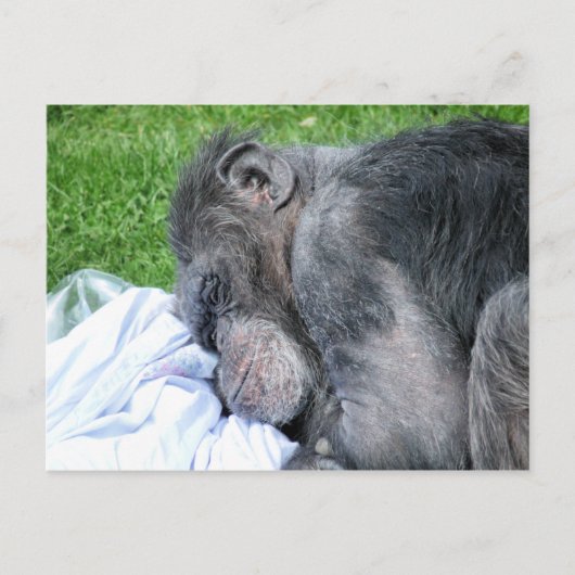 CHIMPANZES BRIEFKAART (Voorkant)