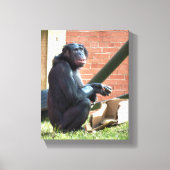 CHIMPANZES CANVAS AFDRUK (Voorkant)