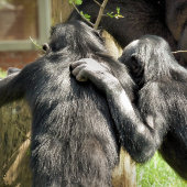 CHIMPANZES DEURMAT