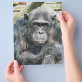 CHIMPANZES FLYER (Hand)