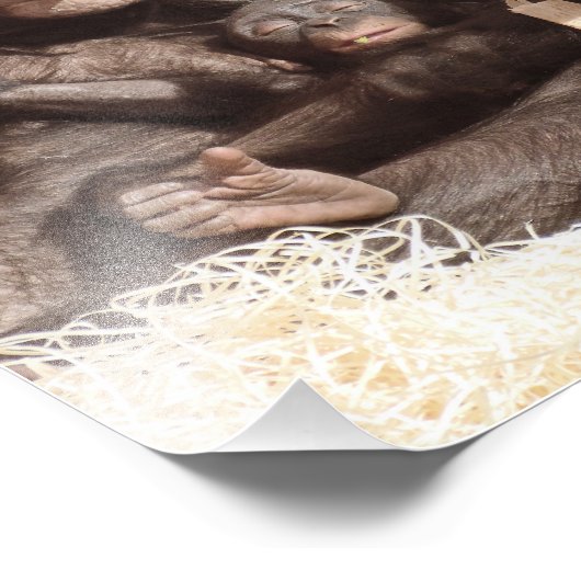 CHIMPANZES FOTO AFDRUK (Hoek)