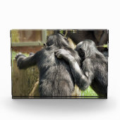 CHIMPANZES FOTOBLOKKEN (Voorkant)