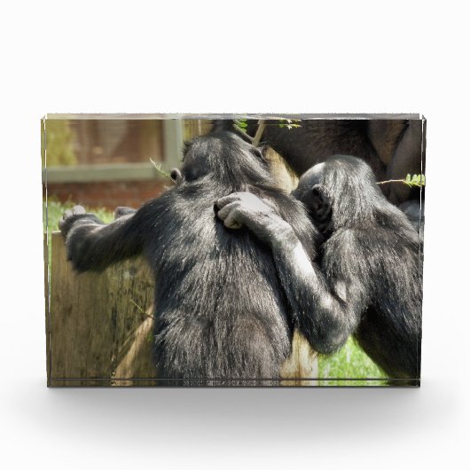 CHIMPANZES FOTOBLOKKEN (Voorkant)