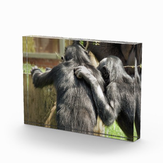 CHIMPANZES FOTOBLOKKEN (Rechts)