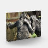 CHIMPANZES FOTOBLOKKEN (Links)