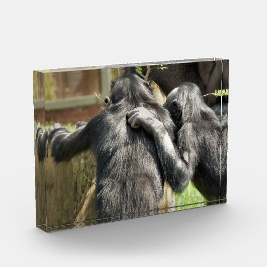 CHIMPANZES FOTOBLOKKEN (Links)