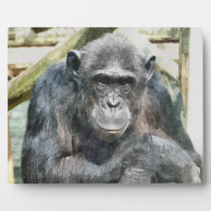 CHIMPANZES FOTOPLAAT