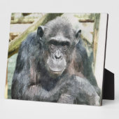 CHIMPANZES FOTOPLAAT (Zijkant)