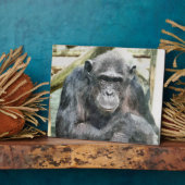 CHIMPANZES FOTOPLAAT (Zijkant)