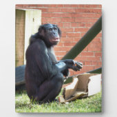 CHIMPANZES FOTOPLAAT (Voorkant)