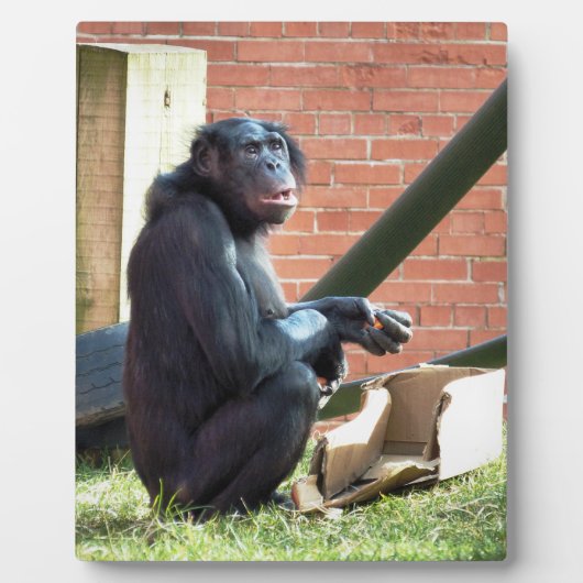 CHIMPANZES FOTOPLAAT (Voorkant)
