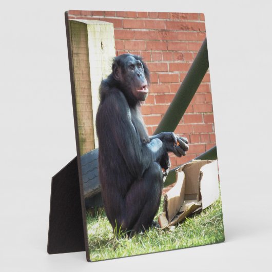 CHIMPANZES FOTOPLAAT (Zijkant)