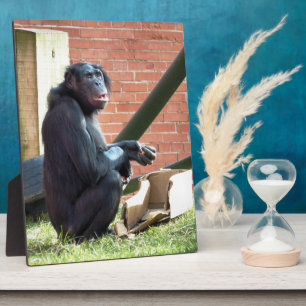 CHIMPANZES FOTOPLAAT