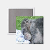 CHIMPANZES MAGNEET (Voorkant / Achterkant)