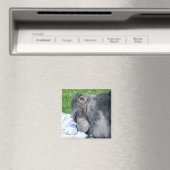 CHIMPANZES MAGNEET (Insitu (Vaatwasser))