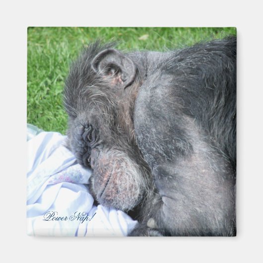 CHIMPANZES MAGNEET (Voorkant)