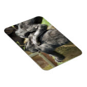 CHIMPANZES MAGNEET (Rechterzijde)