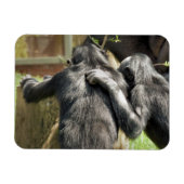 CHIMPANZES MAGNEET (Horizontaal)