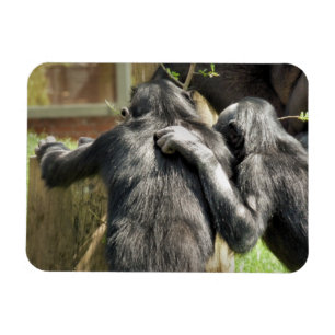 CHIMPANZES MAGNEET