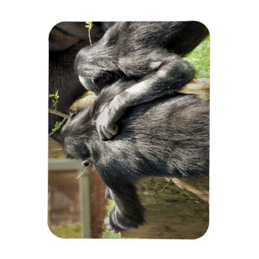 CHIMPANZES MAGNEET (Verticaal)