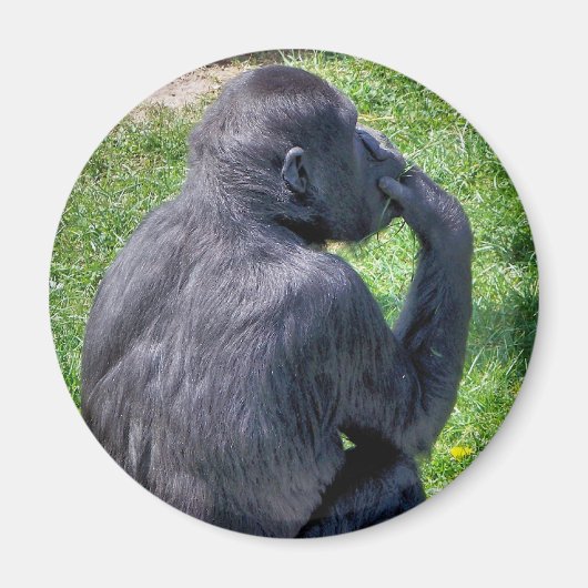 CHIMPANZES MAGNEET (Voorkant)