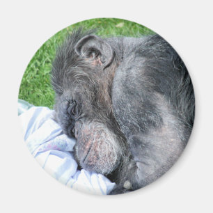 CHIMPANZES MAGNEET