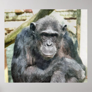 CHIMPANZES POSTER