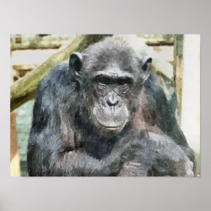 CHIMPANZES POSTER
