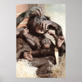CHIMPANZES POSTER (Voorkant)