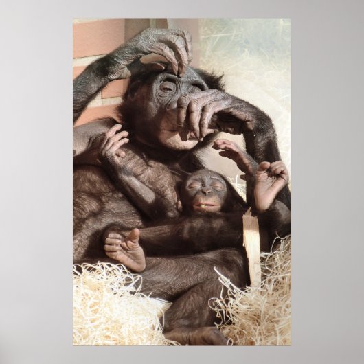 CHIMPANZES POSTER (Voorkant)
