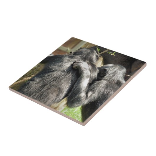 CHIMPANZES TEGELTJE (Zijkant)