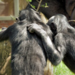 CHIMPANZES ZILVER VERGULDEN KETTING<br><div class="desc">Een paar zeer schattige chimpansees. Zijn ze het beste van vrienden of van plan om onheil te plegen?</div>