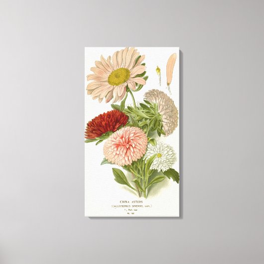 China Asters – Exquise  Bloemrijke Botanische Canvas Afdruk (Voorkant)