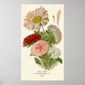 China Asters – Exquise  Bloemrijke Botanische Poster (Voorkant)