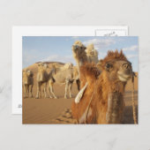 China, Binnen-Mongolië, Badain Jaran woestijn 2 Briefkaart (Voorkant / Achterkant)