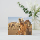 China, Binnen-Mongolië, Badain Jaran woestijn 2 Briefkaart (Staand voorkant)