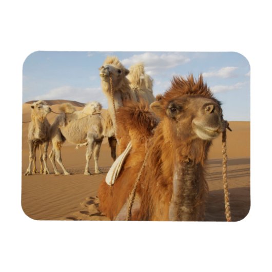 China, Binnen-Mongolië, Badain Jaran woestijn 2 Magneet (Horizontaal)