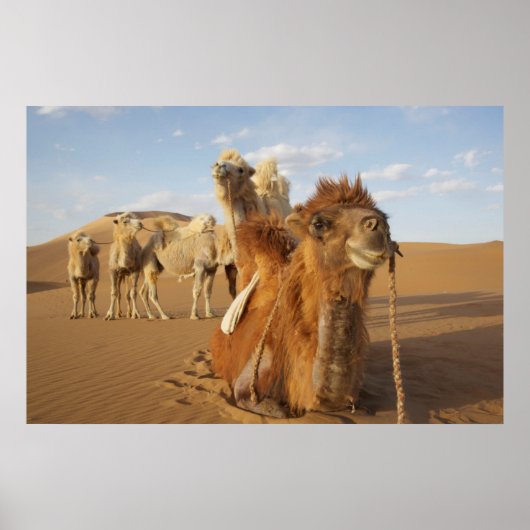 China, Binnen-Mongolië, Badain Jaran woestijn 2 Poster (Voorkant)