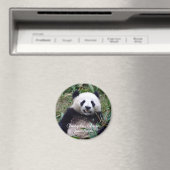 China, Chengdu, Giant Panda (Magnet) Magneet (Insitu (Vaatwasser))