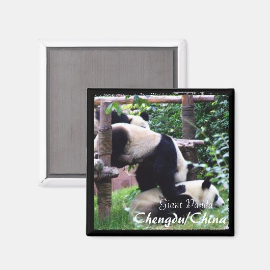 China, Chengdu, Giant Pandas II (Magnet) Magneet (Voorkant / Achterkant)