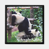 China, Chengdu, Giant Pandas II (Magnet) Magneet (Voorkant)